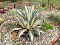 423954841 Agave americana Marginata